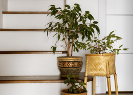 interior-design-with-stairs-plants